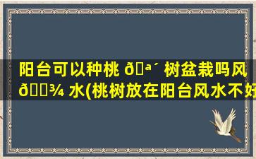 阳台可以种桃 🪴 树盆栽吗风 🌾 水(桃树放在阳台风水不好)